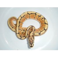 ボールパイソン（スパイダー）