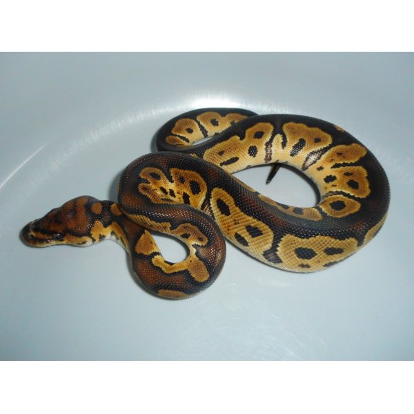 画像3: ボールパイソン（クラウン）