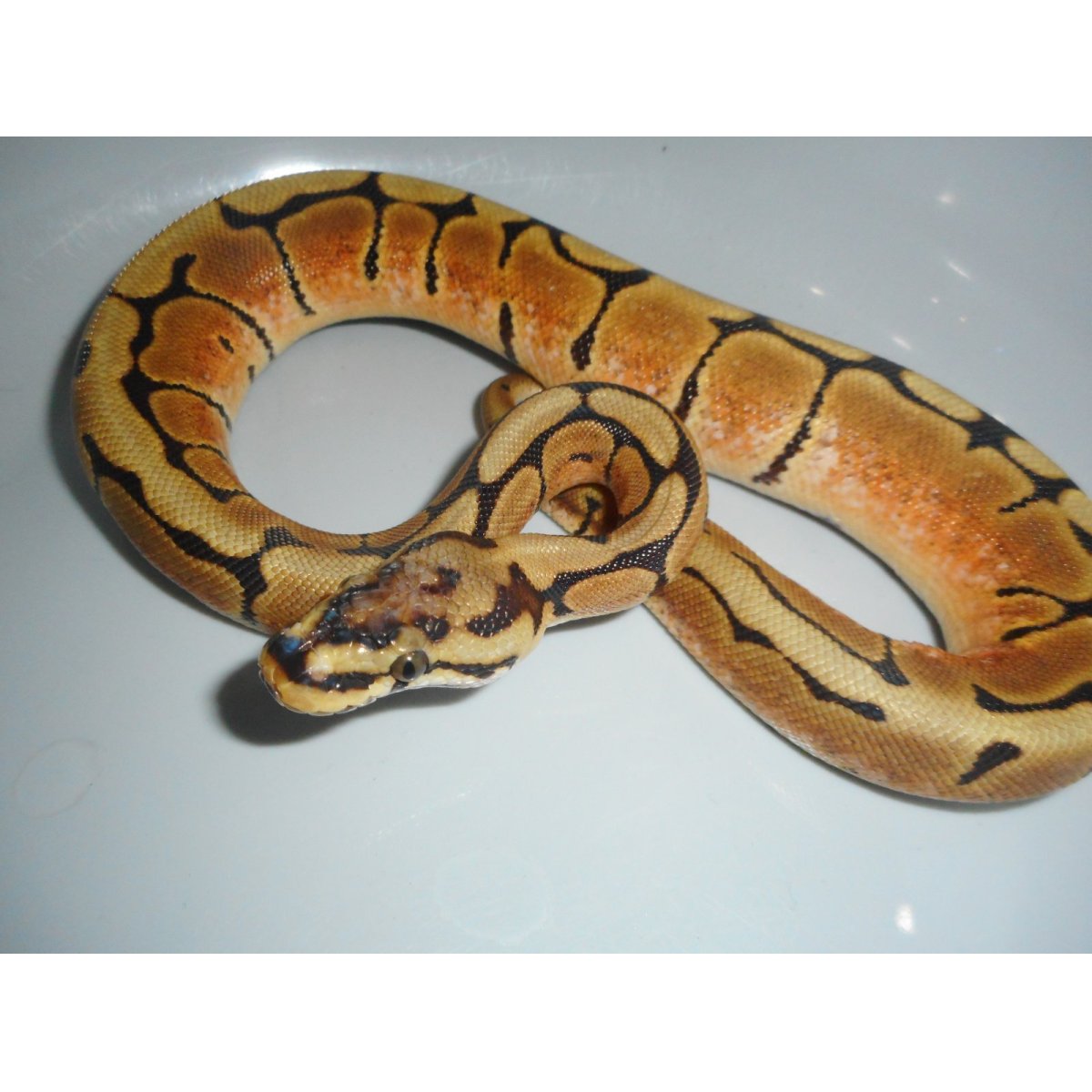 画像3: ボールパイソン（スパイダー）