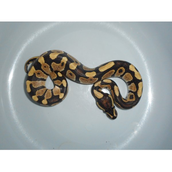 画像3: ボールパイソン（ファイア）