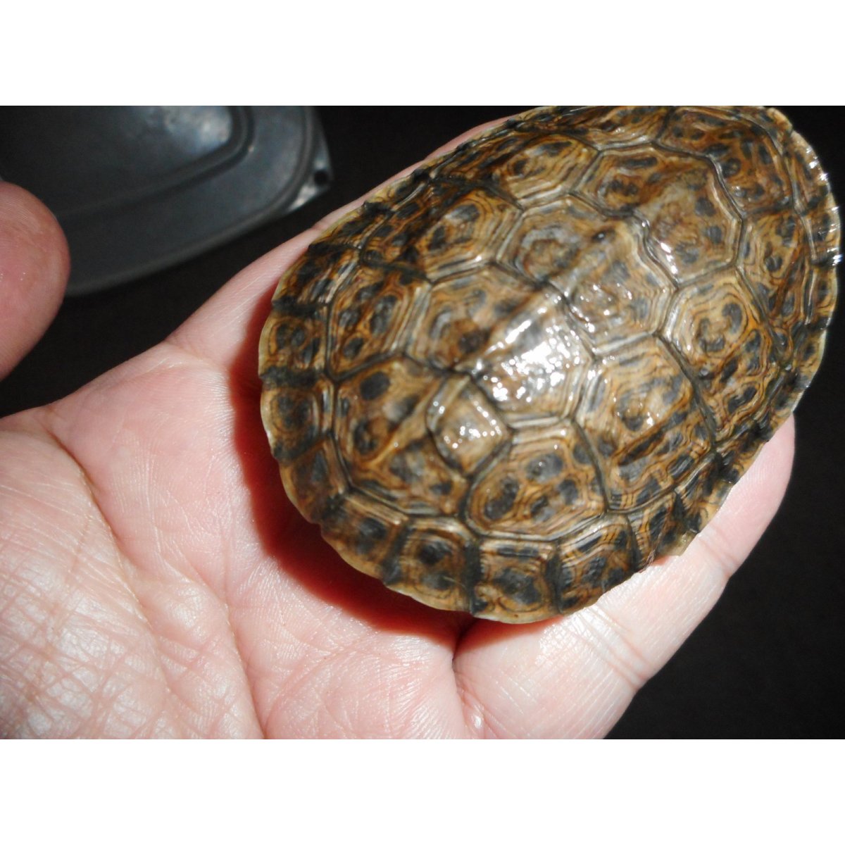 画像3: ギリシャイシガメ