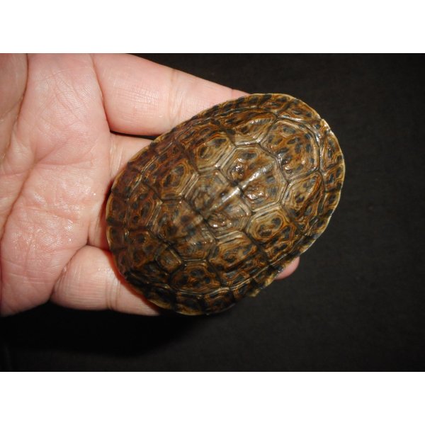 画像2: ギリシャイシガメ