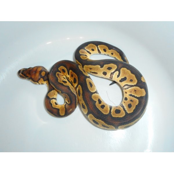 画像1: ボールパイソン（クラウン）