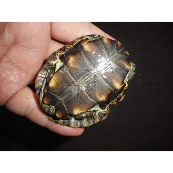 画像4: ギリシャイシガメ