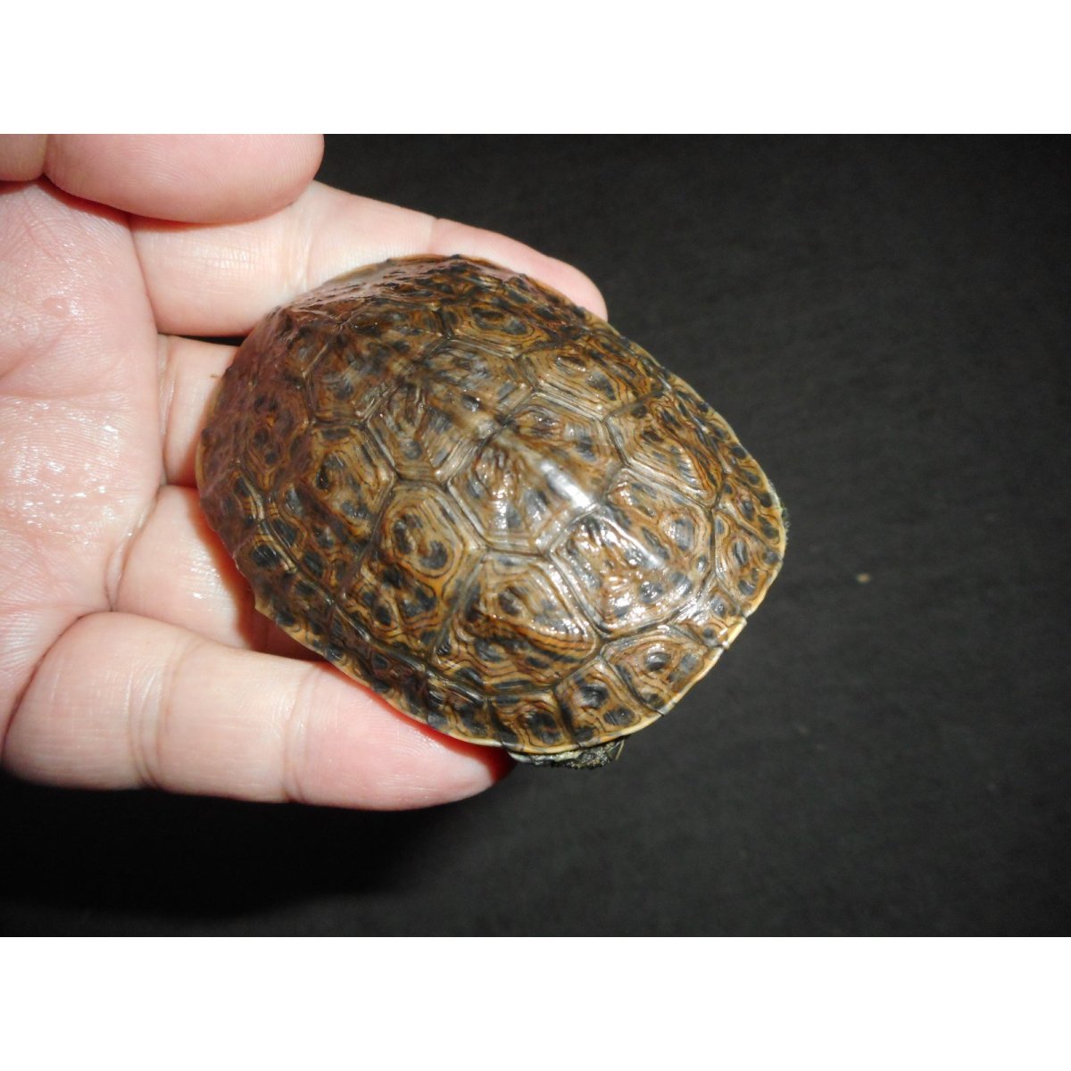 画像1: ギリシャイシガメ