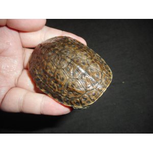 ギリシャイシガメ