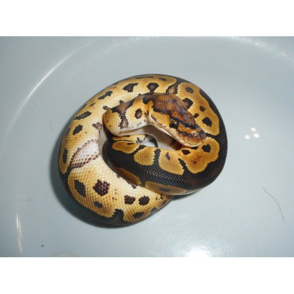 画像4: ボールパイソン（クラウン）