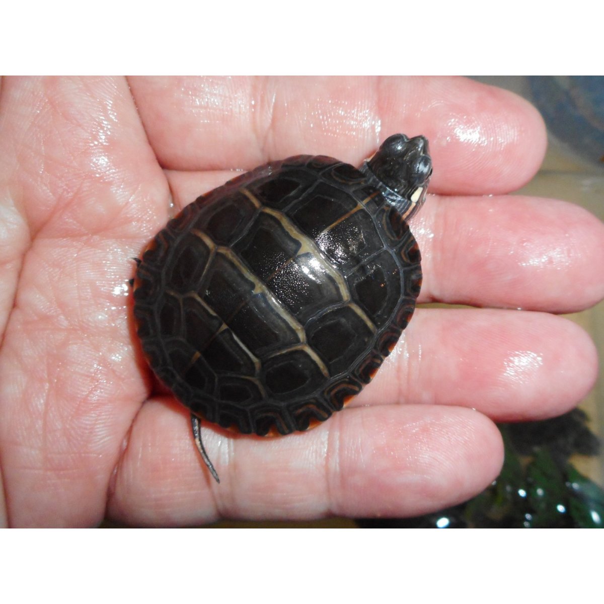 画像2: トウブニシキガメ（C.B.）