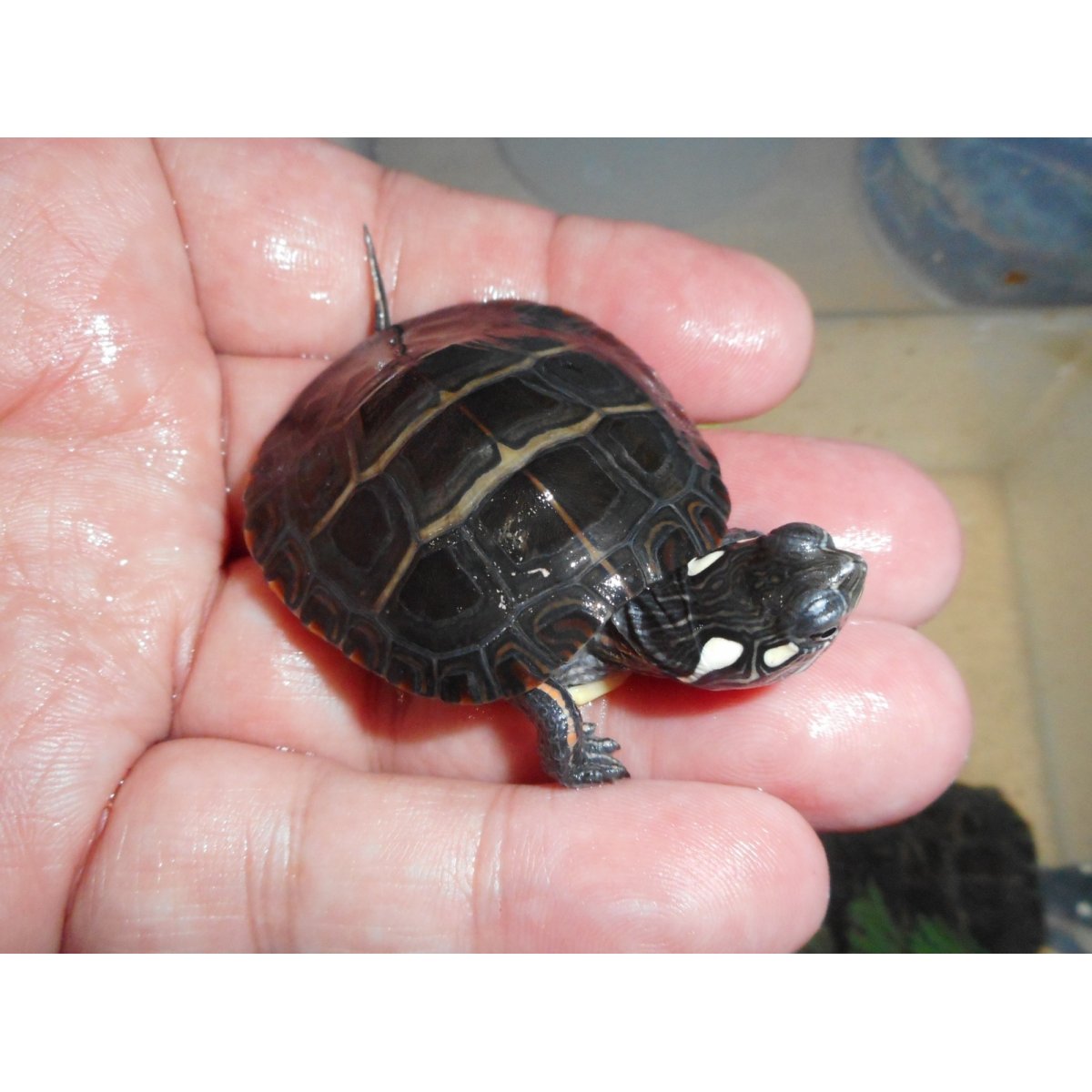 画像1: トウブニシキガメ（C.B.）