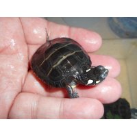 トウブニシキガメ（C.B.）