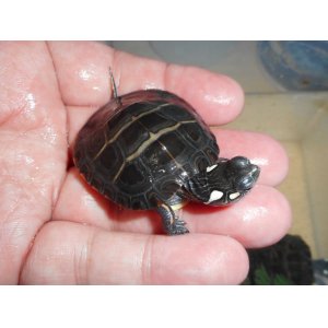 トウブニシキガメ（C.B.）