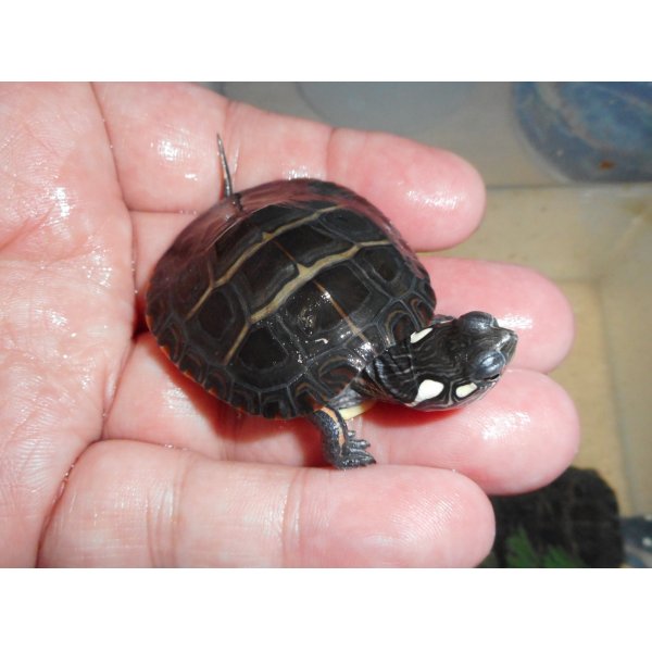 画像1: トウブニシキガメ（C.B.）