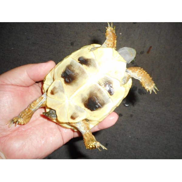 画像3: ヒガシヘルマンリクガメ（メス）