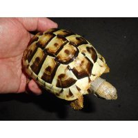 ヒガシヘルマンリクガメ（メス）