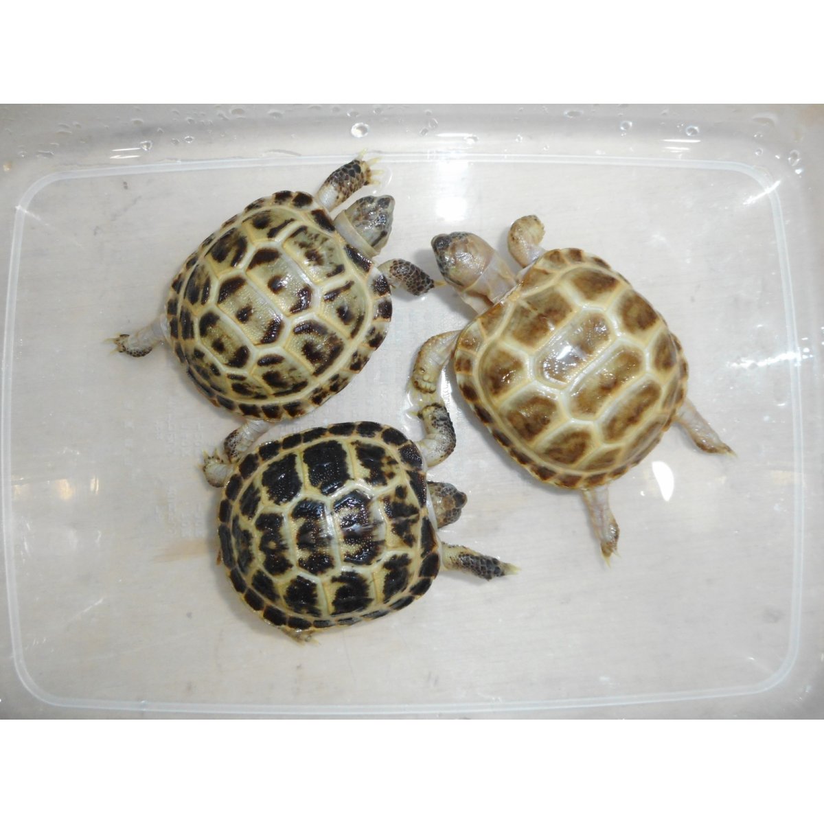 画像4: ホルスフィールドリクガメ（Ｓ）