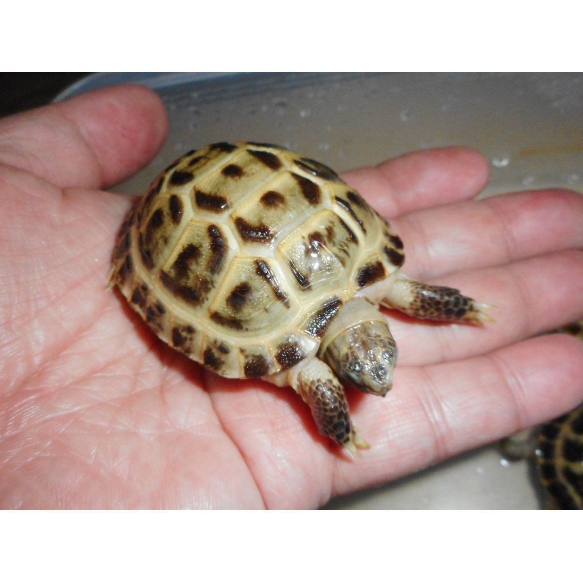 画像1: ホルスフィールドリクガメ（Ｓ）