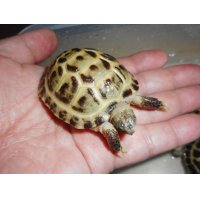 ホルスフィールドリクガメ（Ｓ）