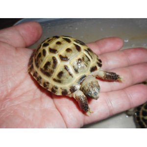 ホルスフィールドリクガメ（Ｓ）