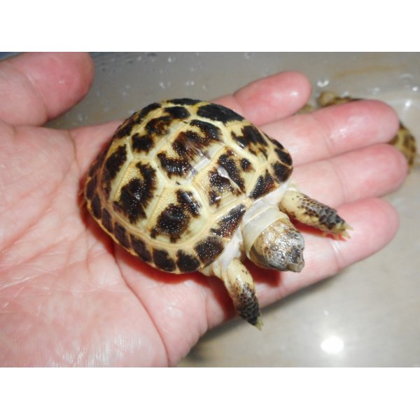 画像2: ホルスフィールドリクガメ（Ｓ）