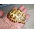 画像3: ホルスフィールドリクガメ(S) (3)