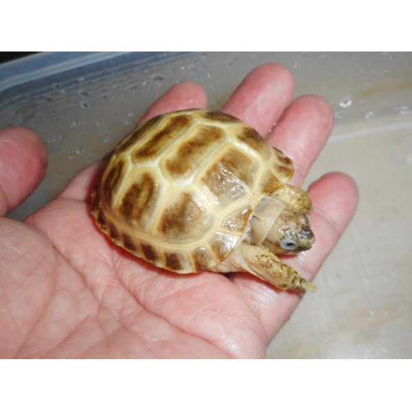 画像3: ホルスフィールドリクガメ（Ｓ）