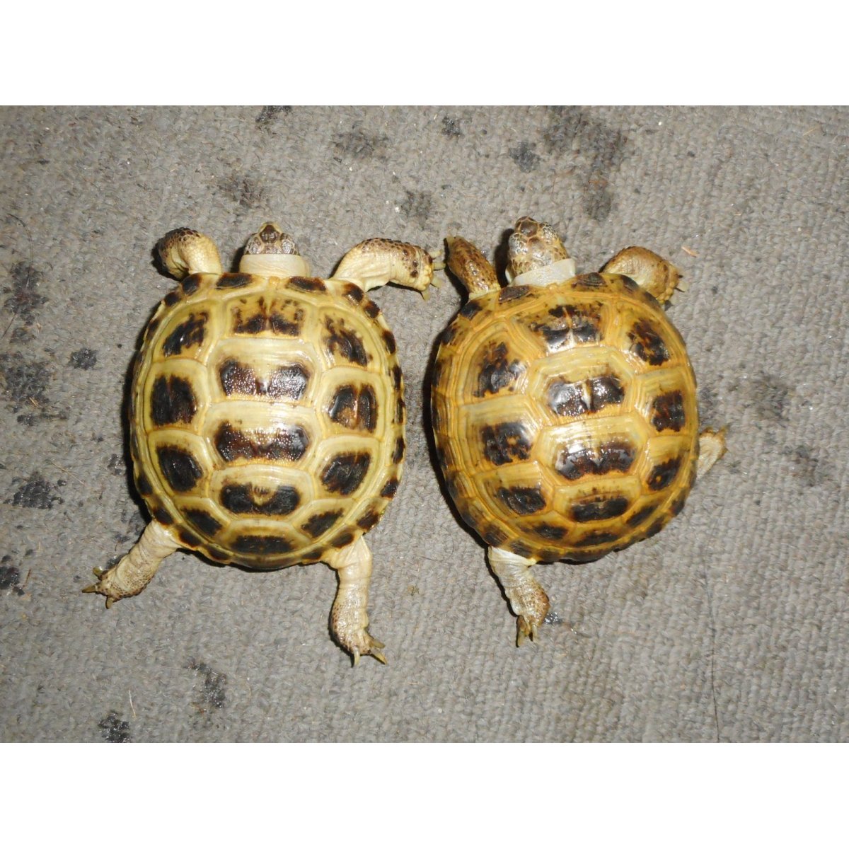 画像1: ホルスフィールドリクガメ（SM）