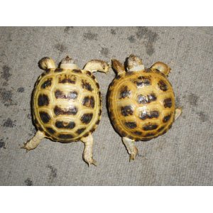 ホルスフィールドリクガメ（SM）