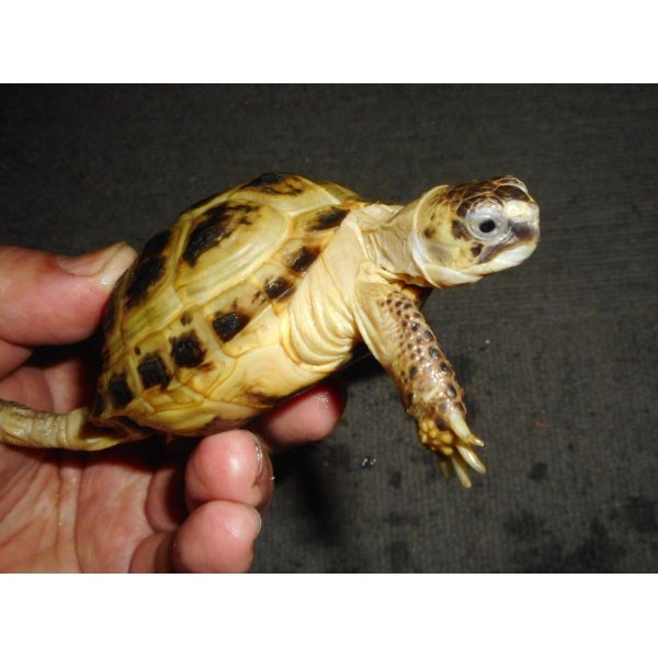 画像3: ホルスフィールドリクガメ（SM）