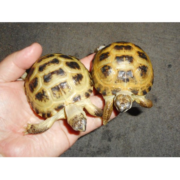 画像2: ホルスフィールドリクガメ（SM）