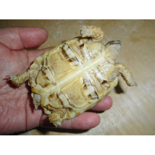 画像5: ヒョウモンガメ（美個体）