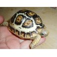 画像1: ヒョウモンガメ（美個体） (1)