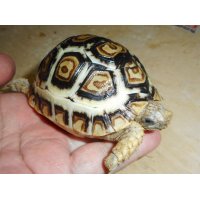 ヒョウモンガメ（美個体）