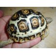 画像4: ヒョウモンガメ（美個体） (4)