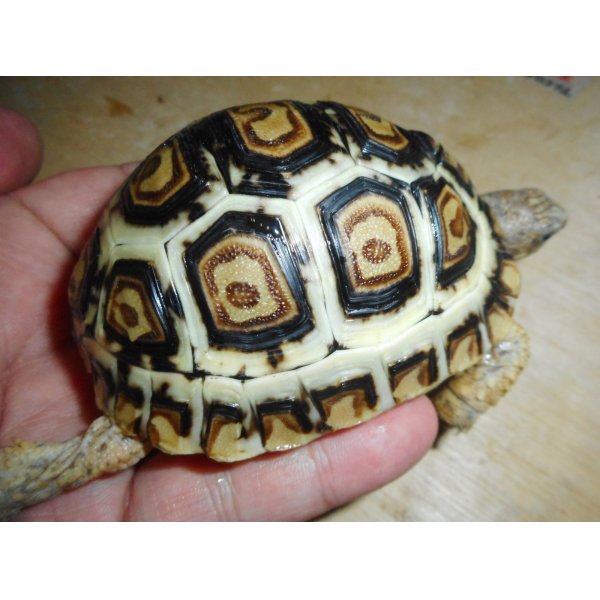 画像4: ヒョウモンガメ（美個体）