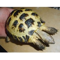 ホルスフィールドリクガメ（C.B.）オス