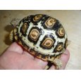 画像3: ヒョウモンガメ（美個体） (3)