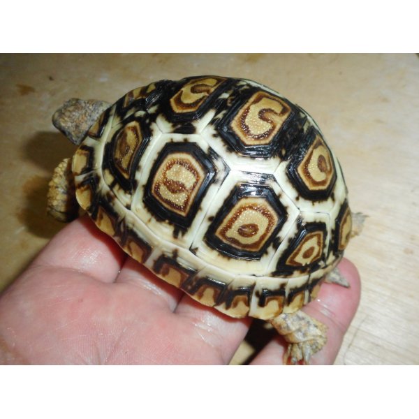 画像3: ヒョウモンガメ（美個体）