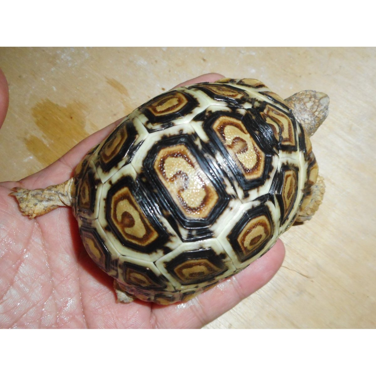 画像2: ヒョウモンガメ（美個体）