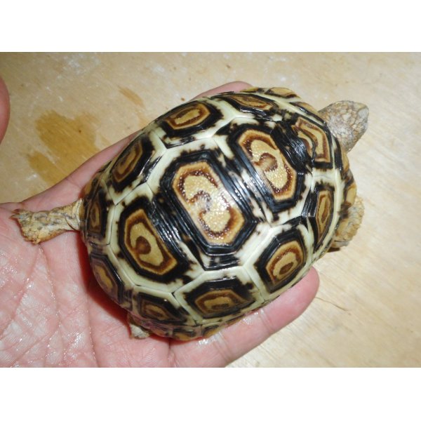 画像2: ヒョウモンガメ（美個体）