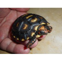 アカアシガメ（チェリーヘッド）