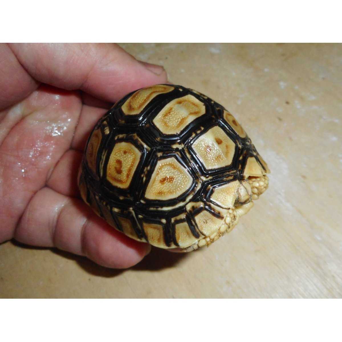 画像1: ヒョウモンガメ