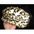 画像3: ヒョウモンガメ（XL） (3)
