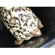 画像2: ヒョウモンガメ（XL） (2)