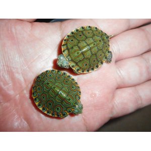 タバスコクジャクガメ（S）