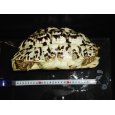 画像5: ヒョウモンガメ（XL） (5)