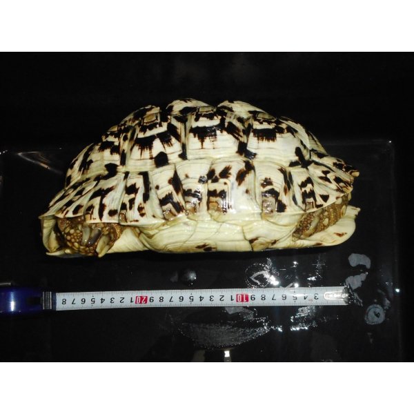 画像5: ヒョウモンガメ（XL）