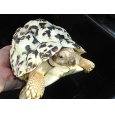 画像1: ヒョウモンガメ（XL） (1)