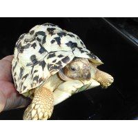 ヒョウモンガメ（XL）