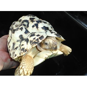 ヒョウモンガメ（XL）