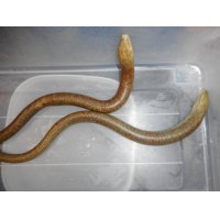 ヨーロッパヘビトカゲ